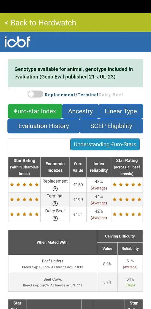 Pedigree charolais bull - Image 4