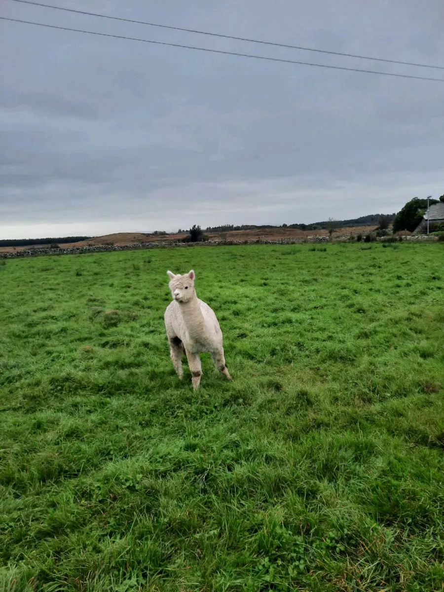 Male alpaca - Image 3