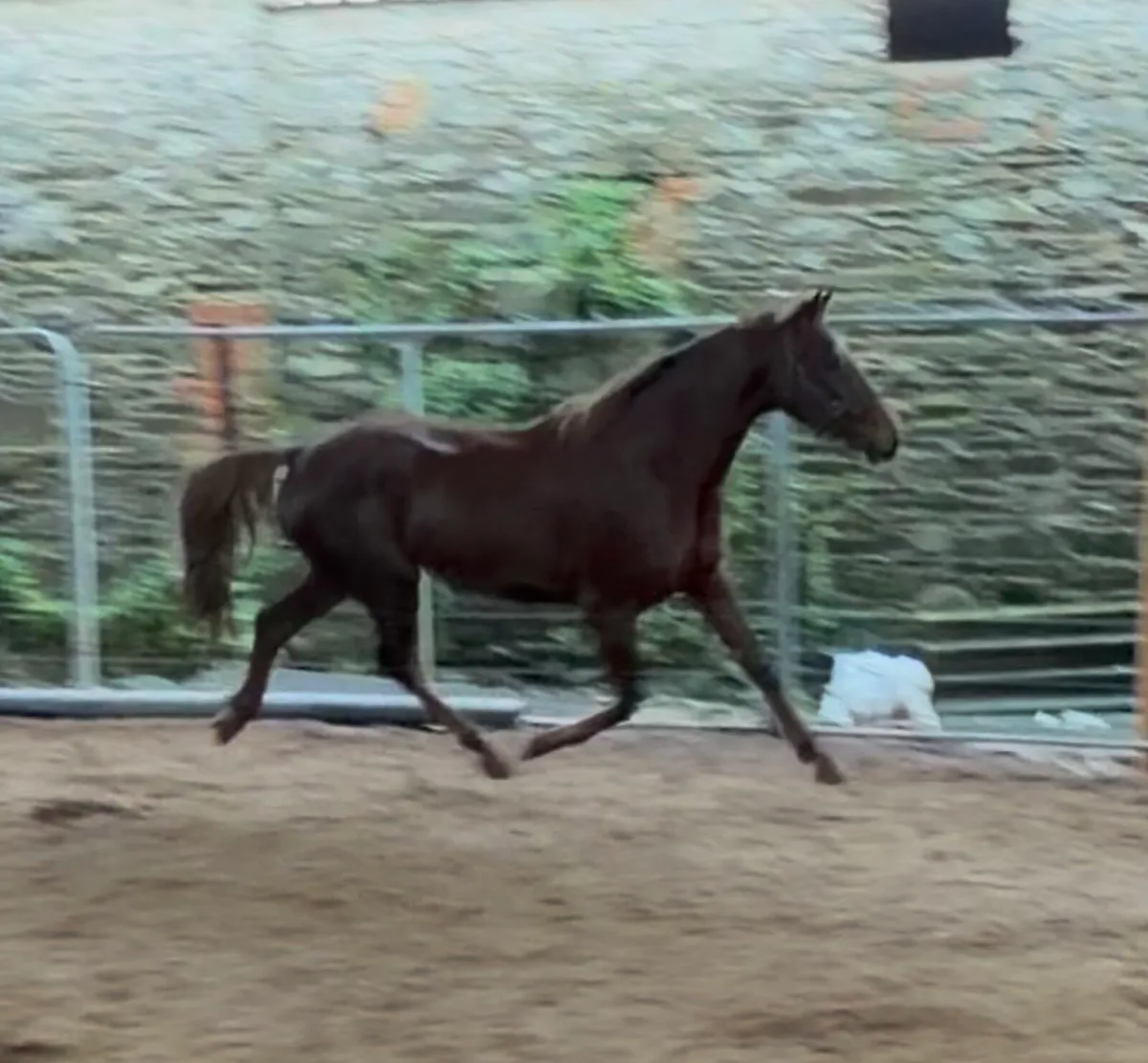 3yo Imperial Hights x Shannondale Sarco - Image 1