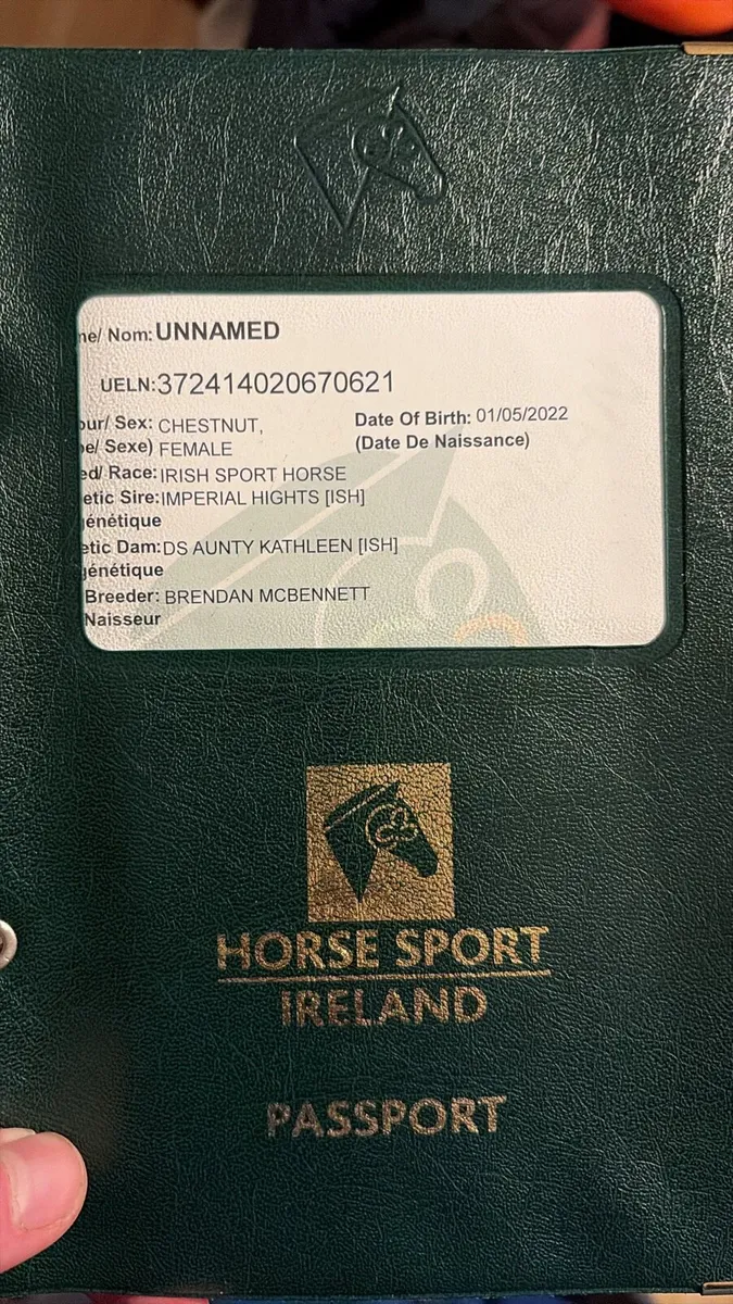 3yo Imperial Hights x Shannondale Sarco - Image 2