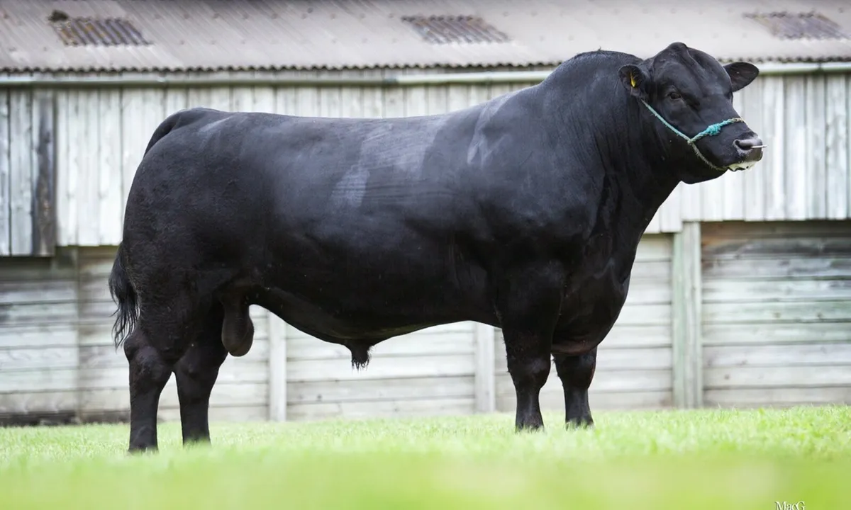 Pedigree Aberdeen Angus heifer - Image 2