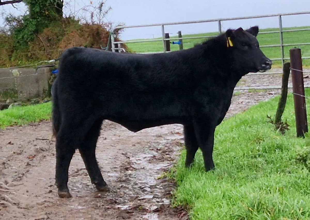 Pedigree Aberdeen Angus heifer - Image 1