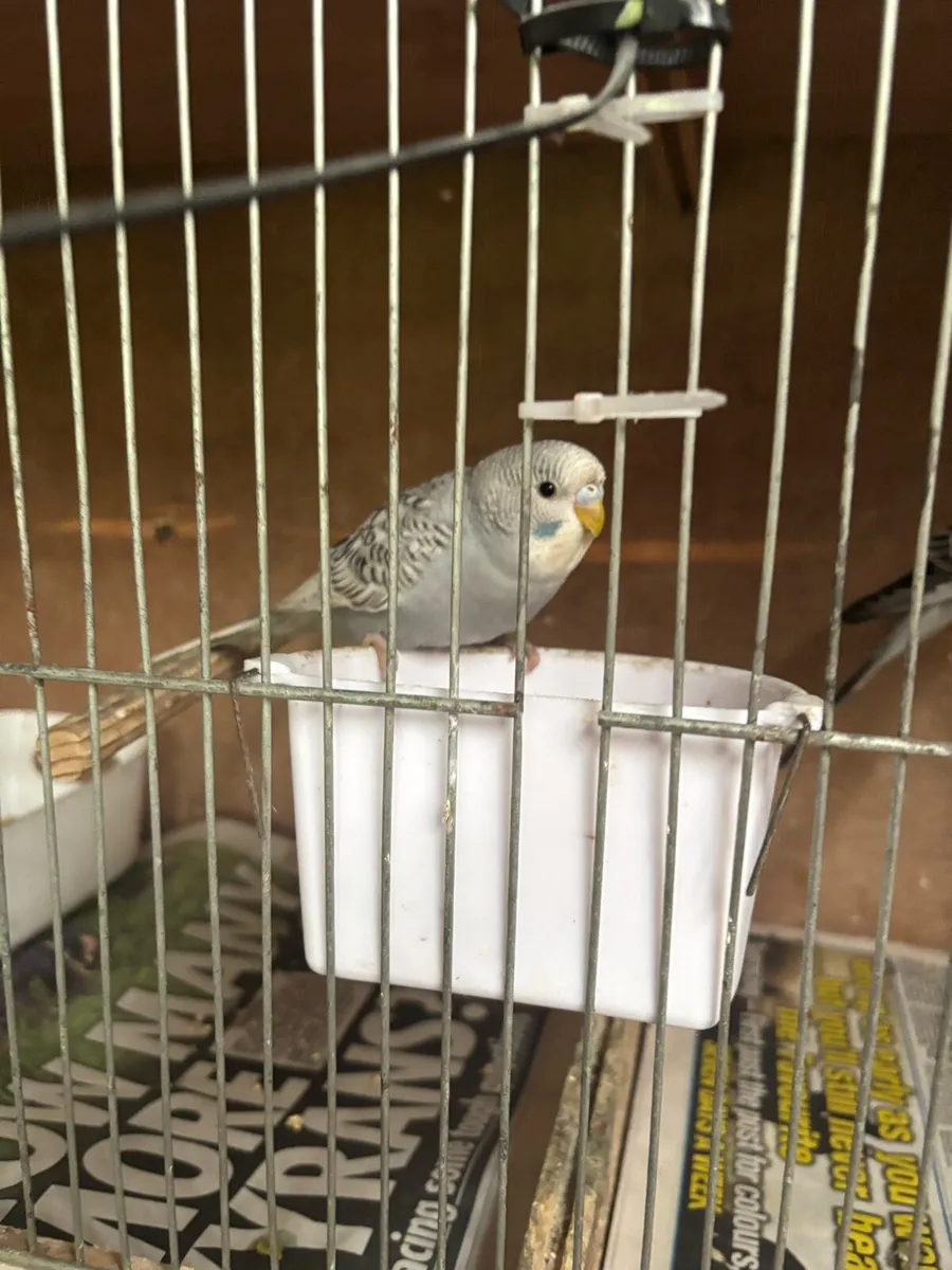 Budgies - Image 1