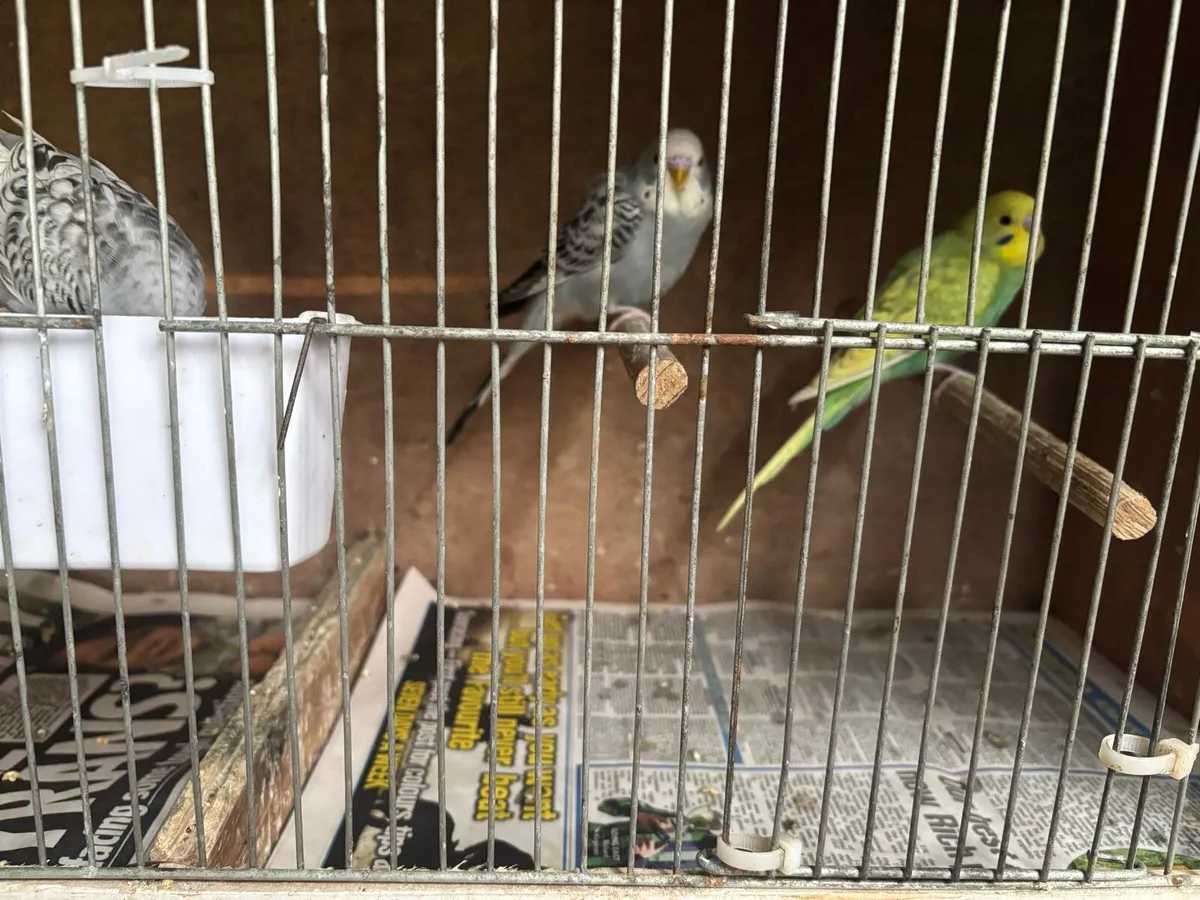 Budgies - Image 2