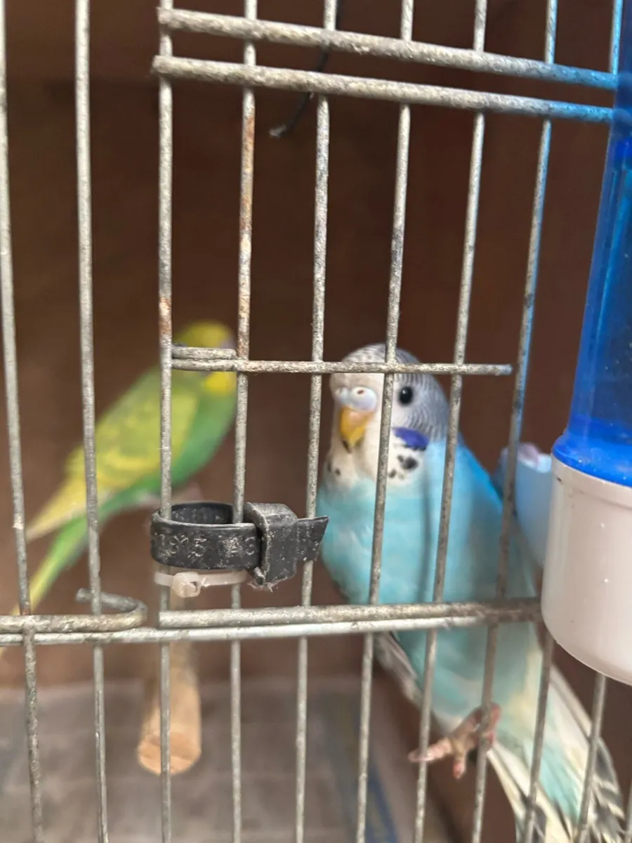 Budgies - Image 3