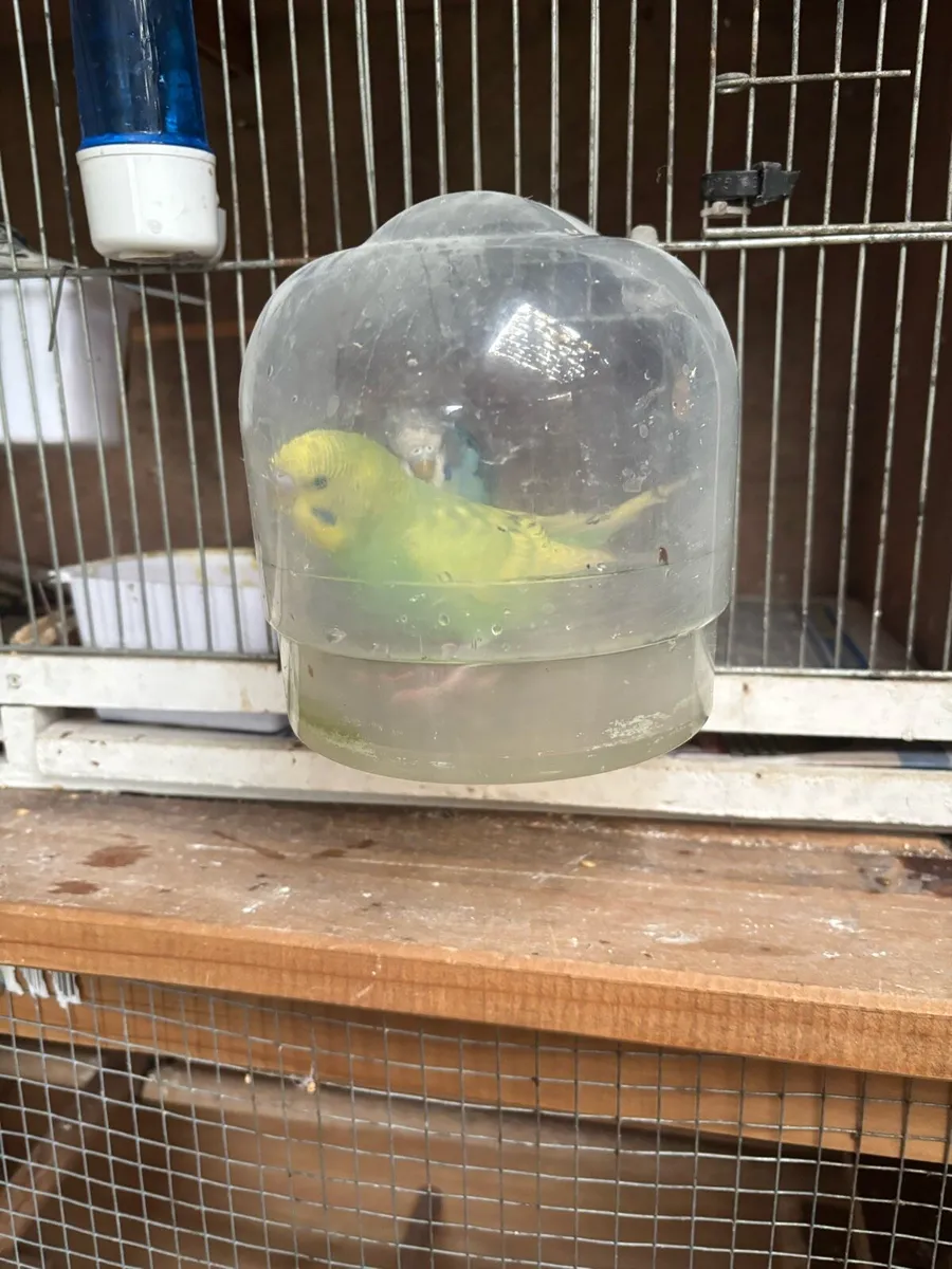 Budgies - Image 4