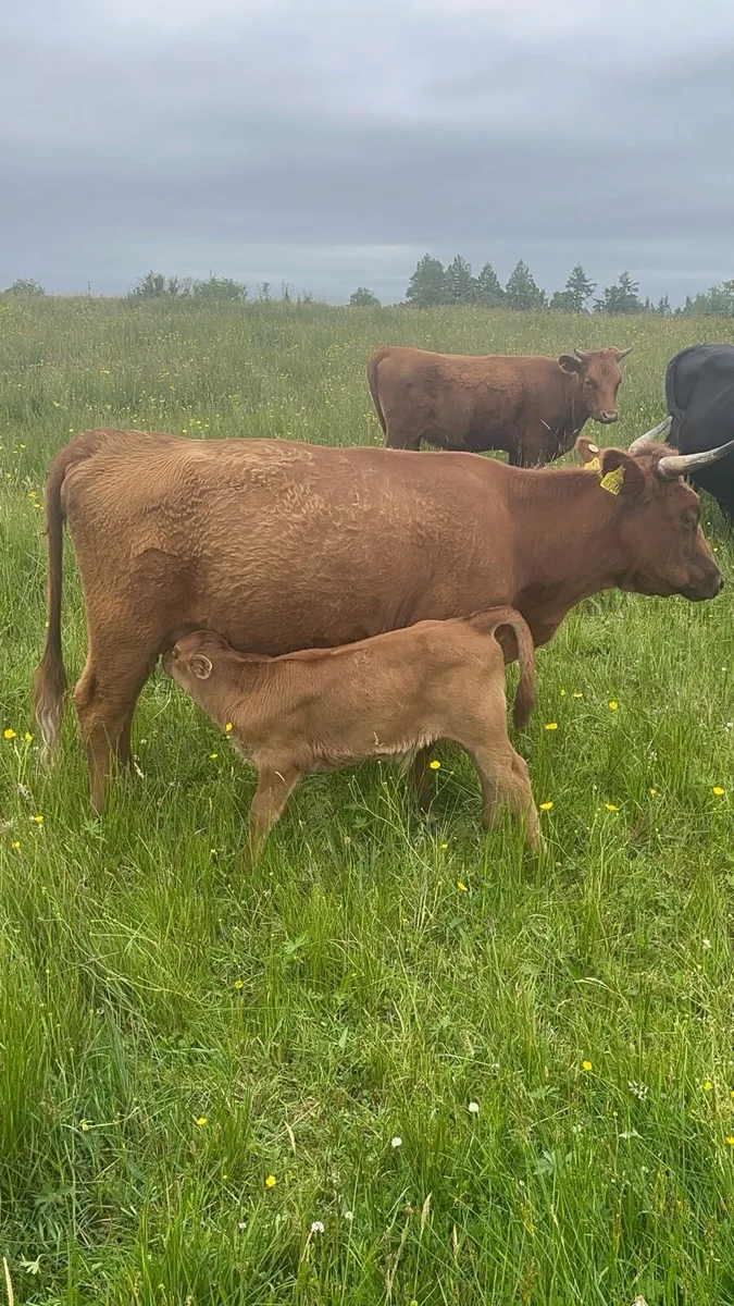 Dexter Cattle - Image 1