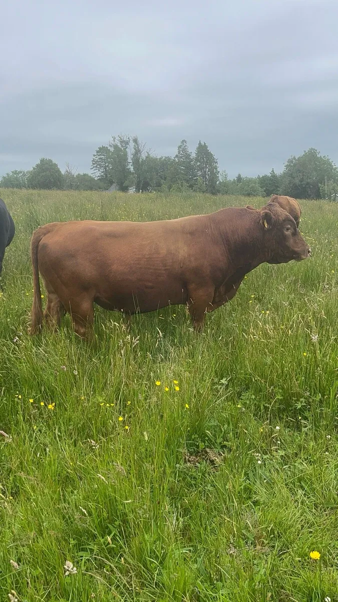 Dexter Cattle - Image 2