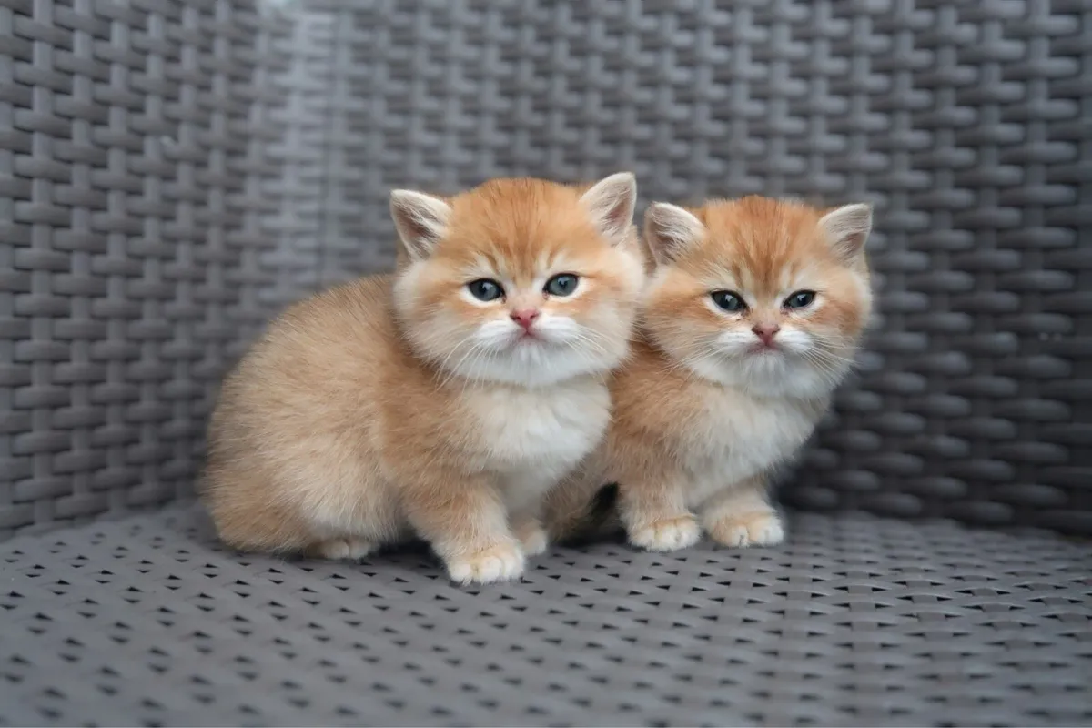 GCCFI Registered British Shorthair Kittens - Image 2