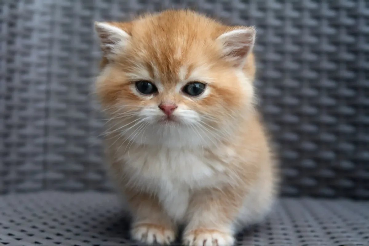 GCCFI Registered British Shorthair Kittens - Image 3