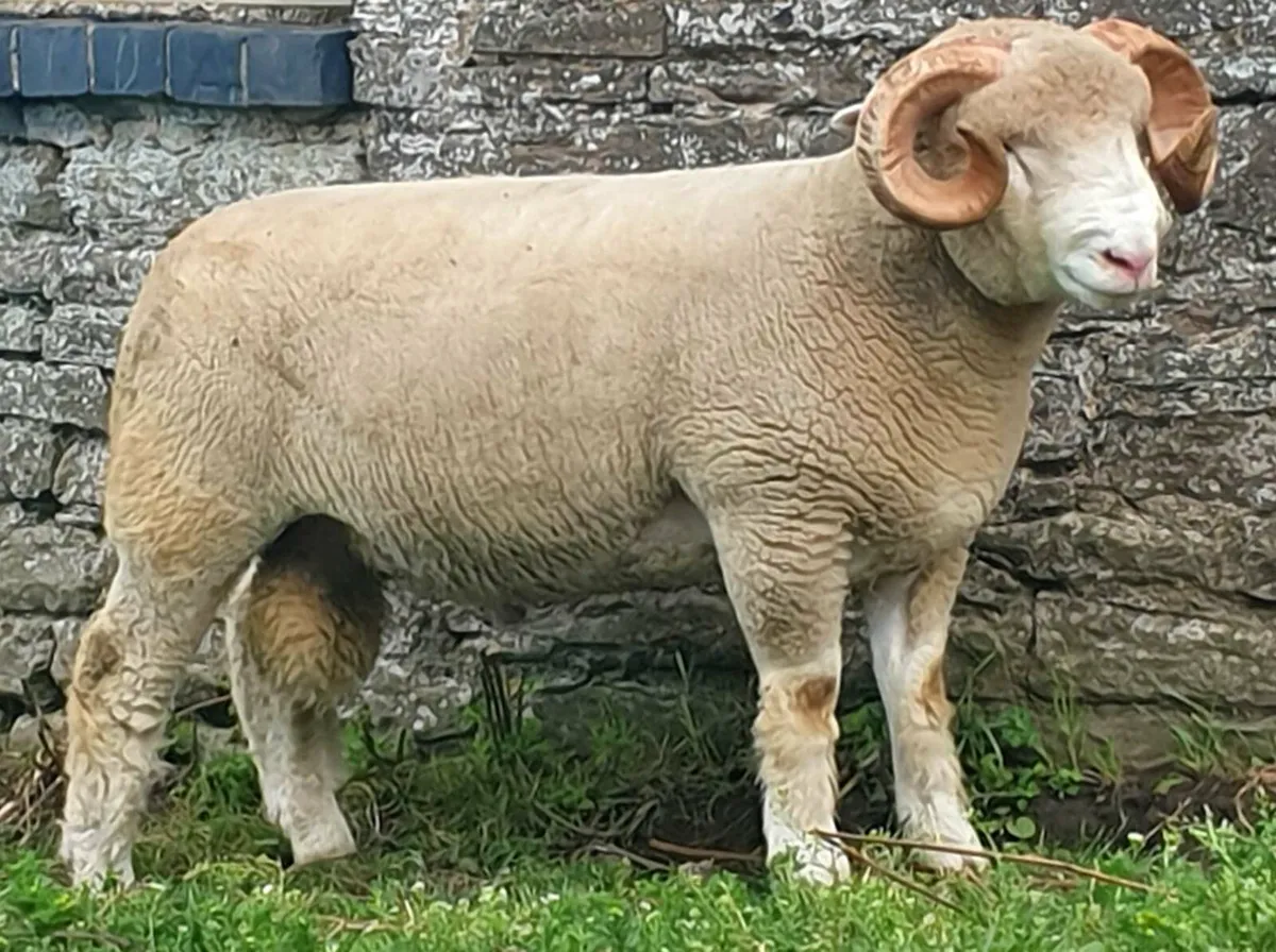 Dorset horn rams