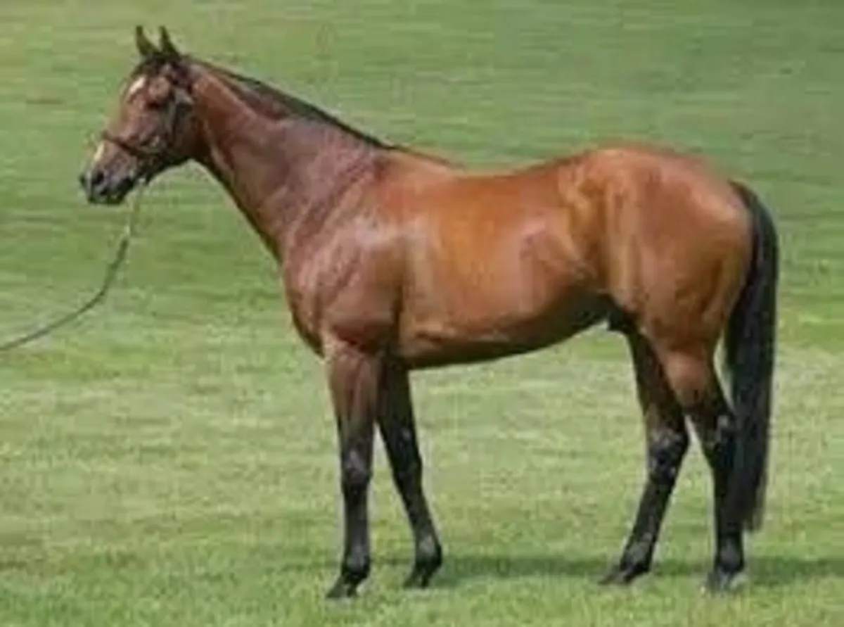 2 year old national  hunt wanted - Image 2