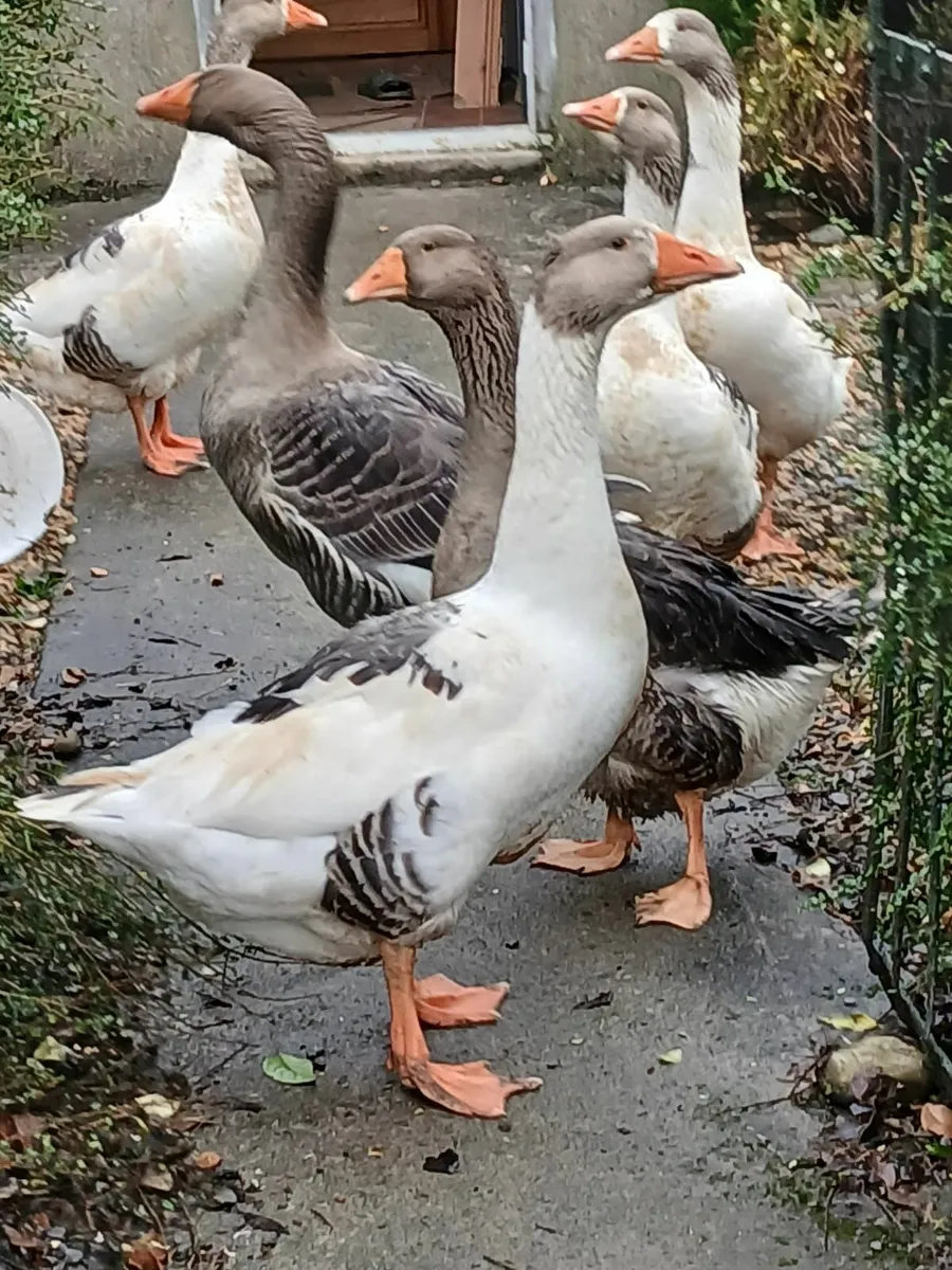 Goose - Image 1