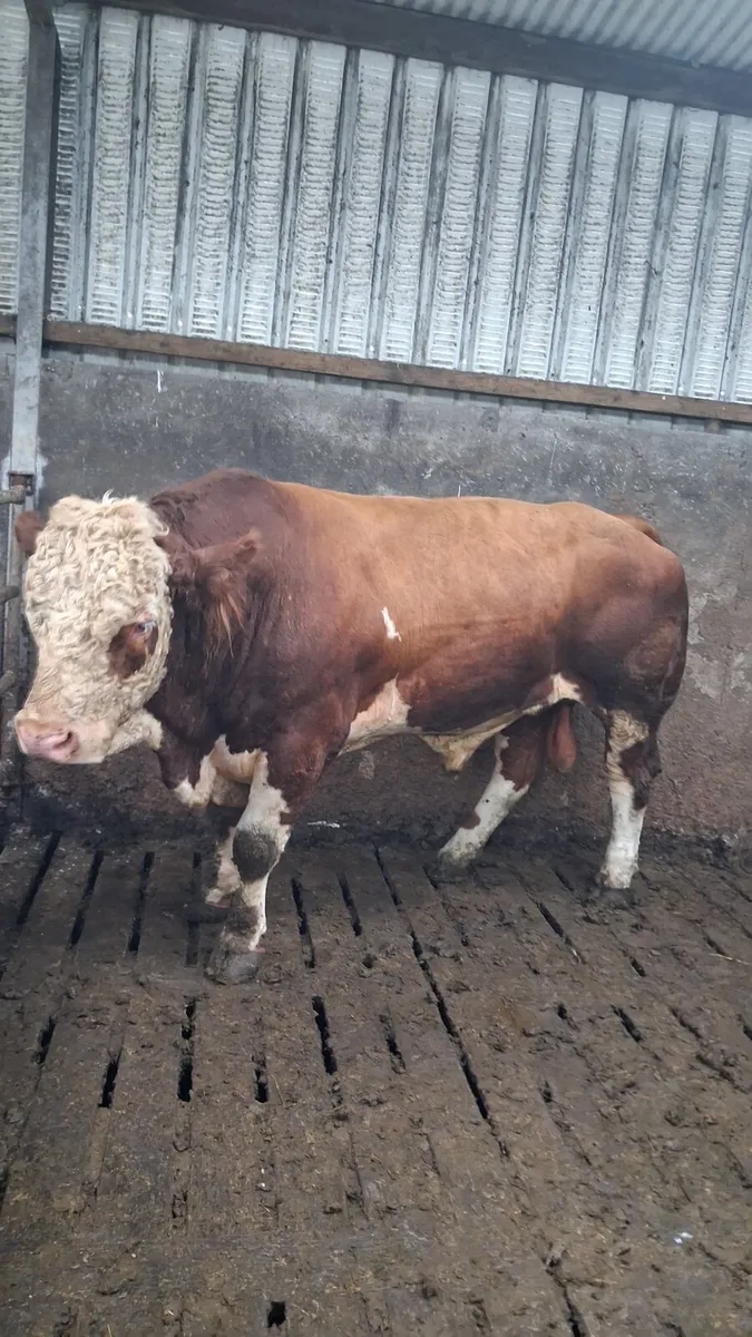 💥💥💥Western bull hire 💥💥💥 - Image 3