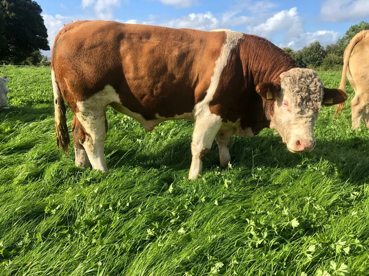 💥💥💥Western bull hire 💥💥💥 - Image 4