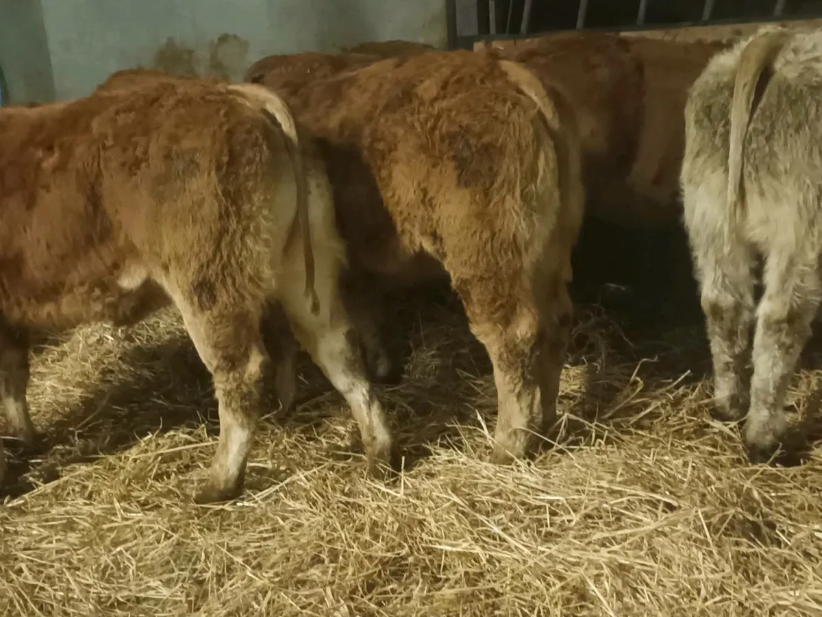 10 Top quality  lmx  Heifer's for sale - Image 2