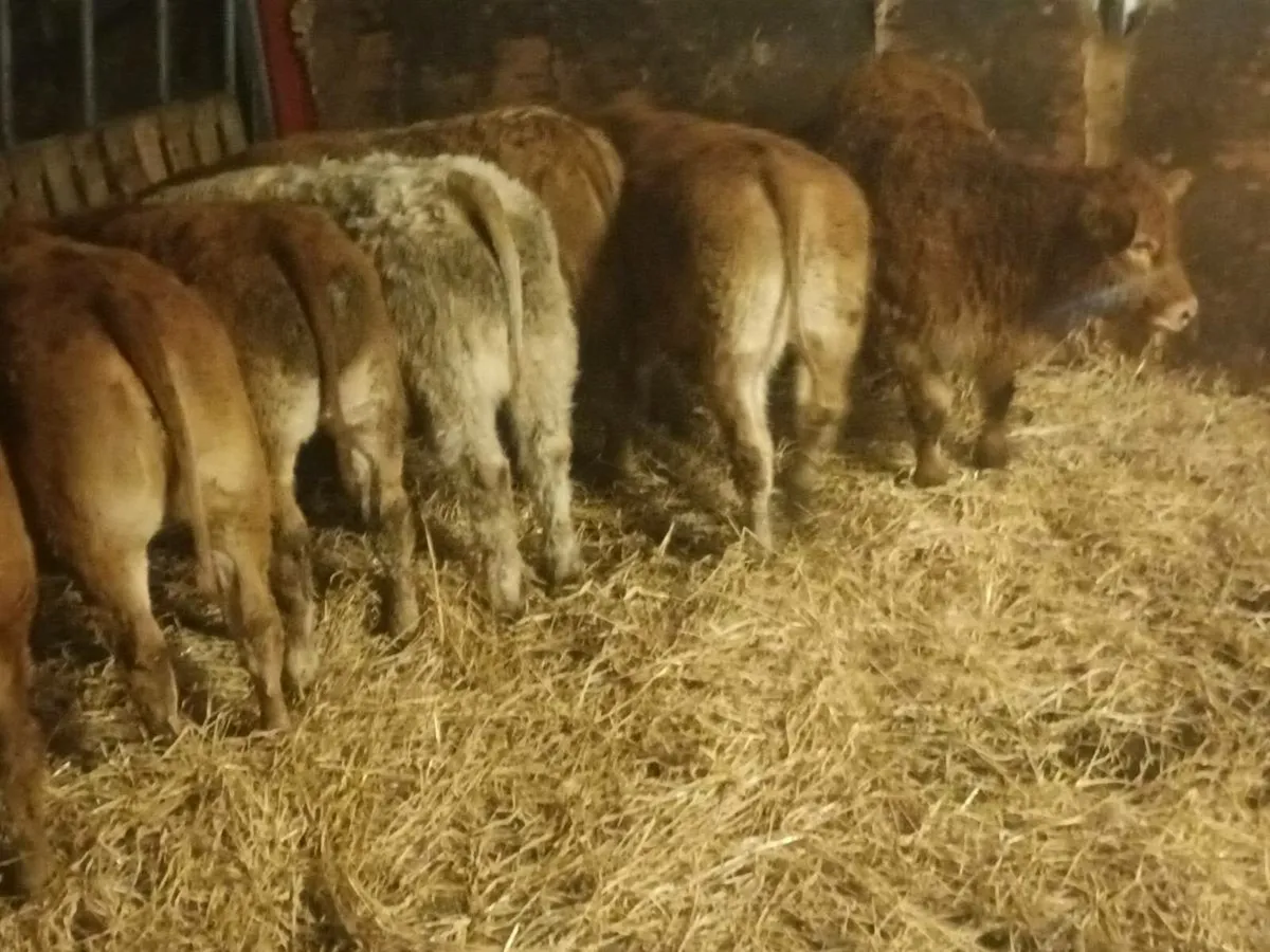 10 Top quality  lmx  Heifer's for sale - Image 3