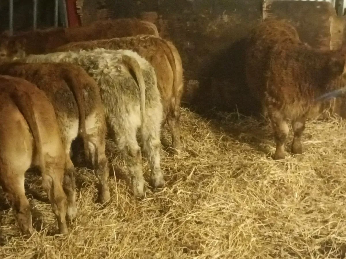 10 Top quality  lmx  Heifer's for sale - Image 4