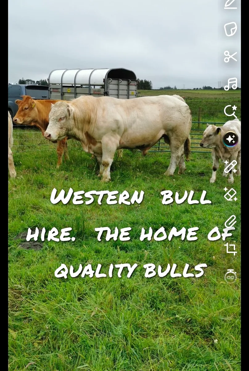 💥💥💥Western bull hire 💥💥💥 - Image 1