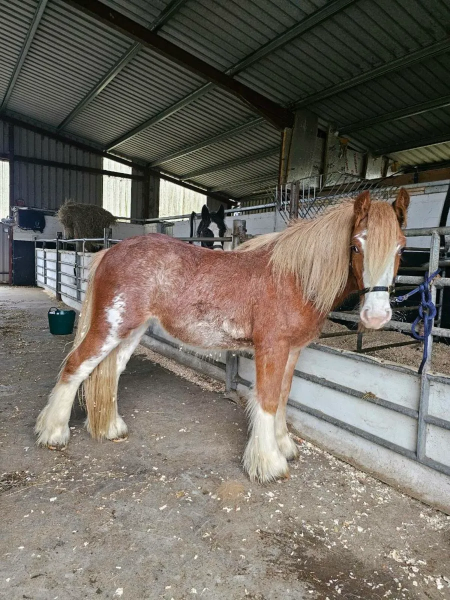 18 month old colt - Image 1