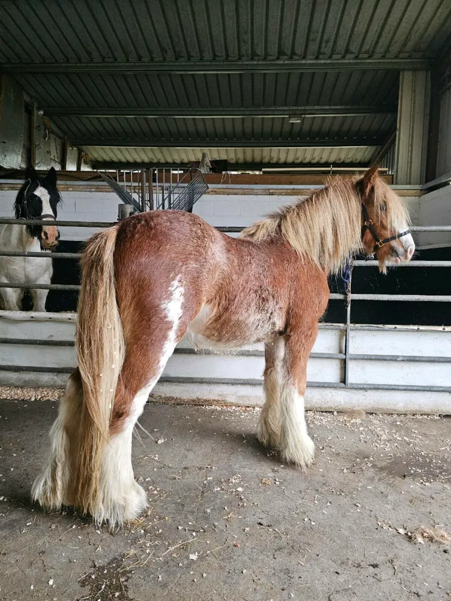 18 month old colt - Image 2