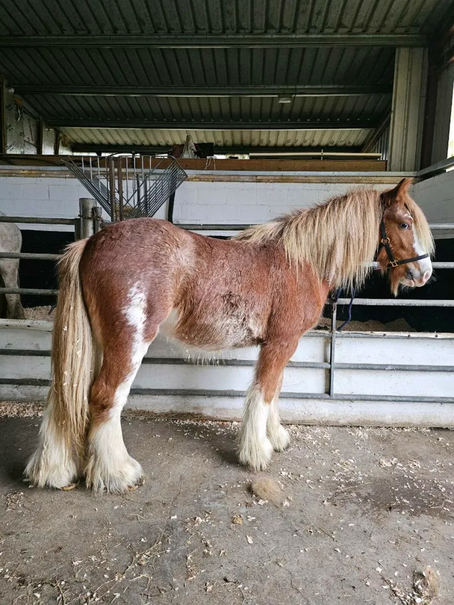 18 month old colt - Image 3