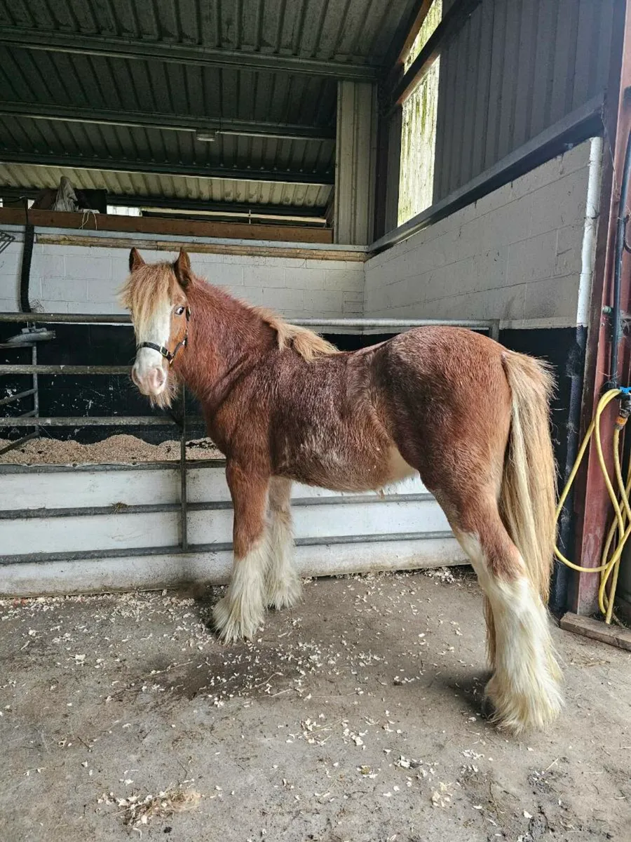 18 month old colt - Image 4