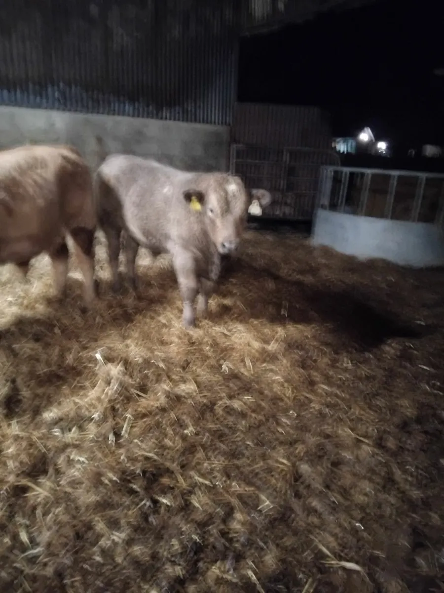 4 CHX Weenling, 1 HX Weenling - Image 1