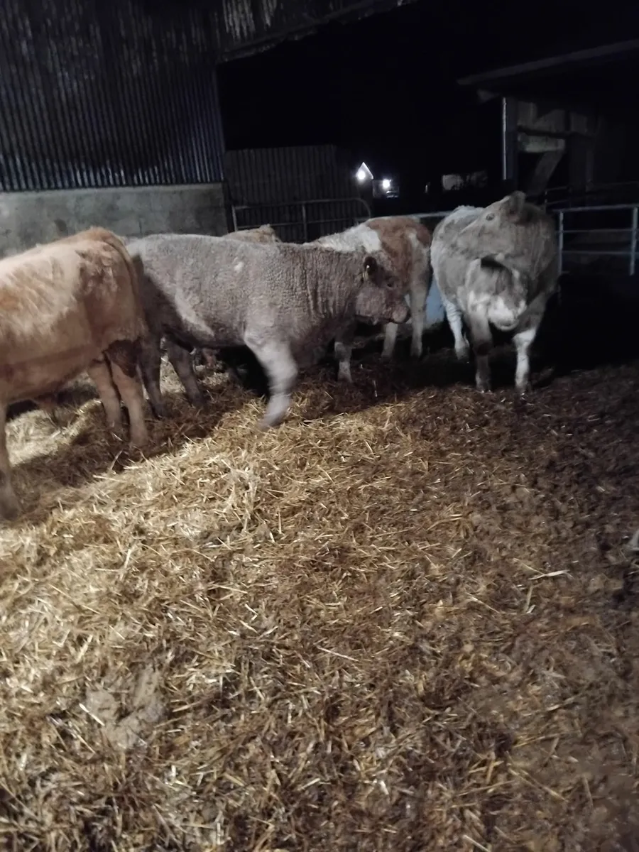 4 CHX Weenling, 1 HX Weenling - Image 2