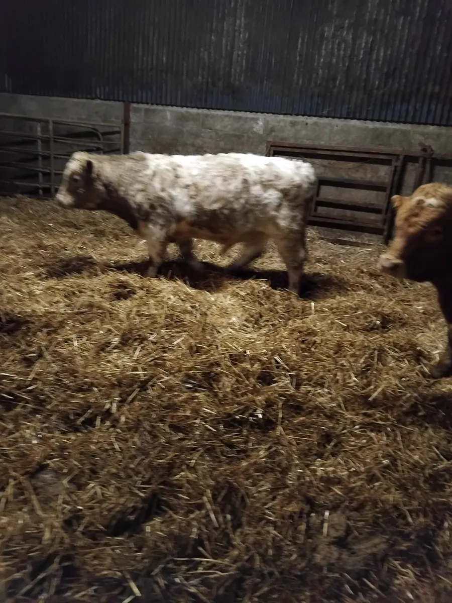 4 CHX Weenling, 1 HX Weenling - Image 3