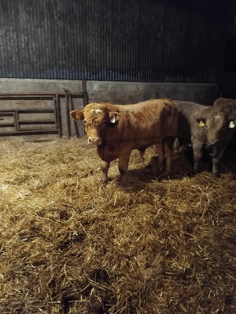 4 CHX Weenling, 1 HX Weenling - Image 4