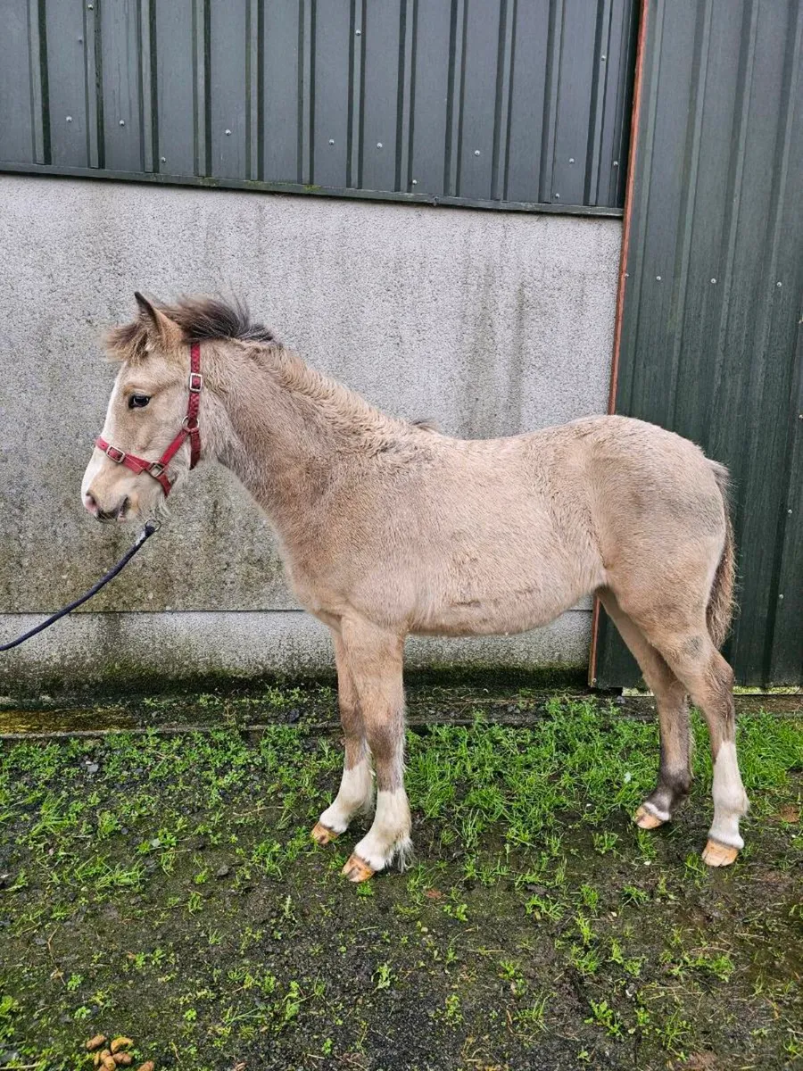 Dun filly foal - Image 2