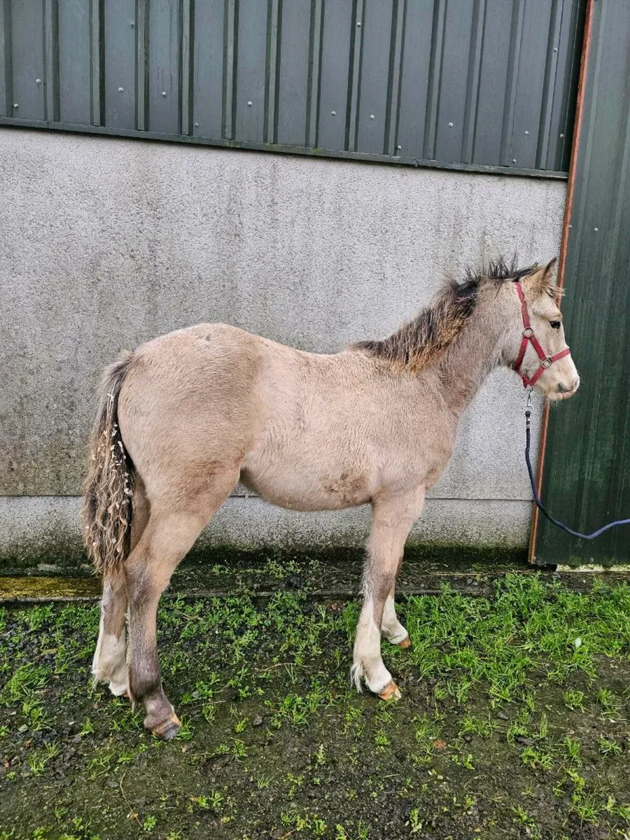 Dun filly foal - Image 3