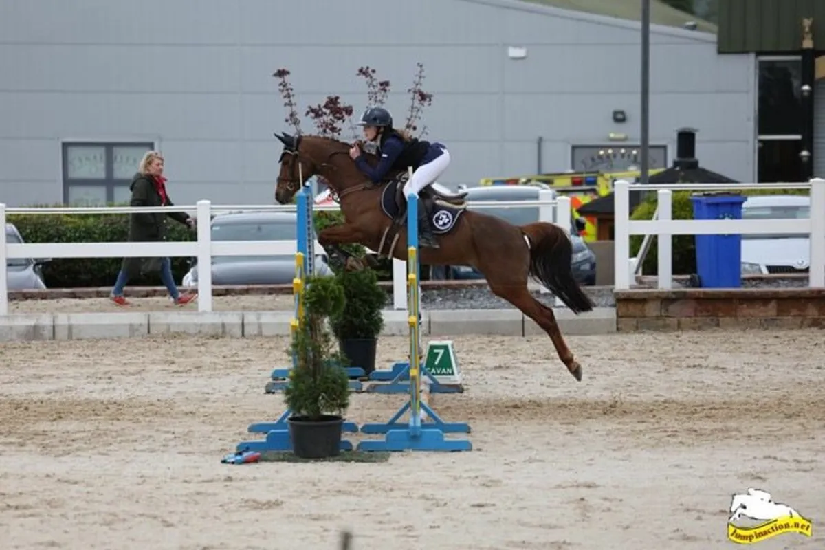 138 Showjumping pony - Image 1