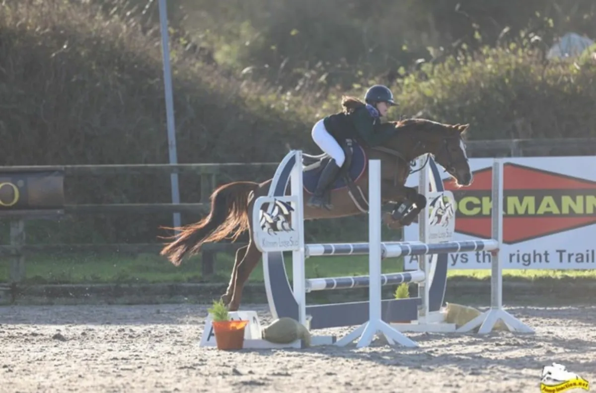 138 Showjumping pony - Image 2