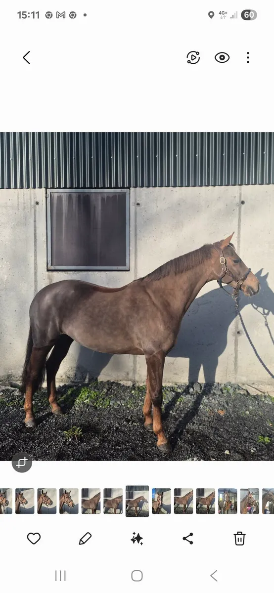 138 Showjumping pony - Image 3