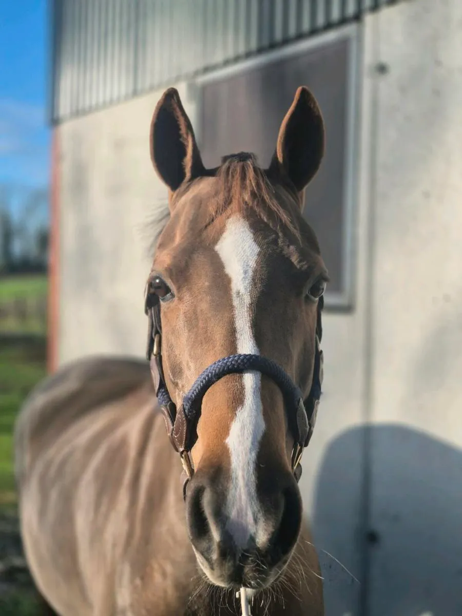 138 Showjumping pony - Image 4