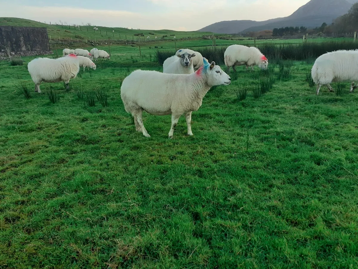 Breeding Ewes - Image 1