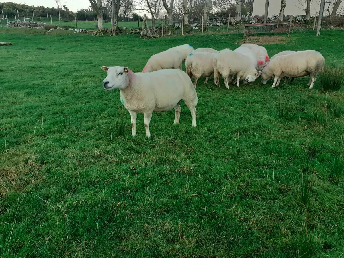 Breeding Ewes - Image 2