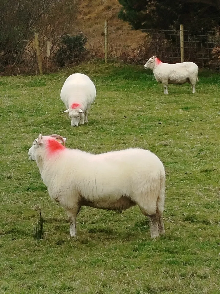 Breeding Ewes - Image 3