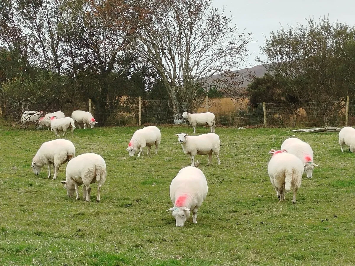 Breeding Ewes - Image 4
