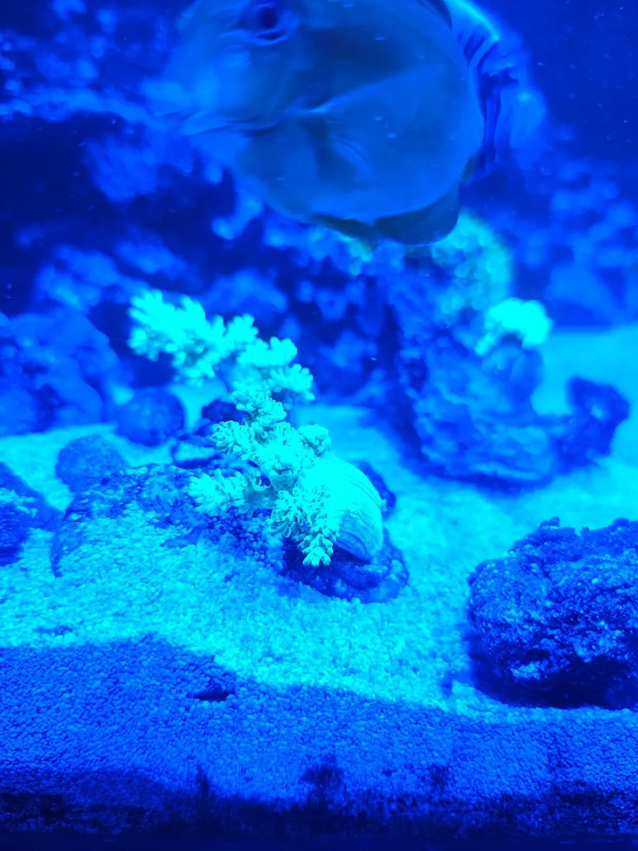 Coral - Image 2