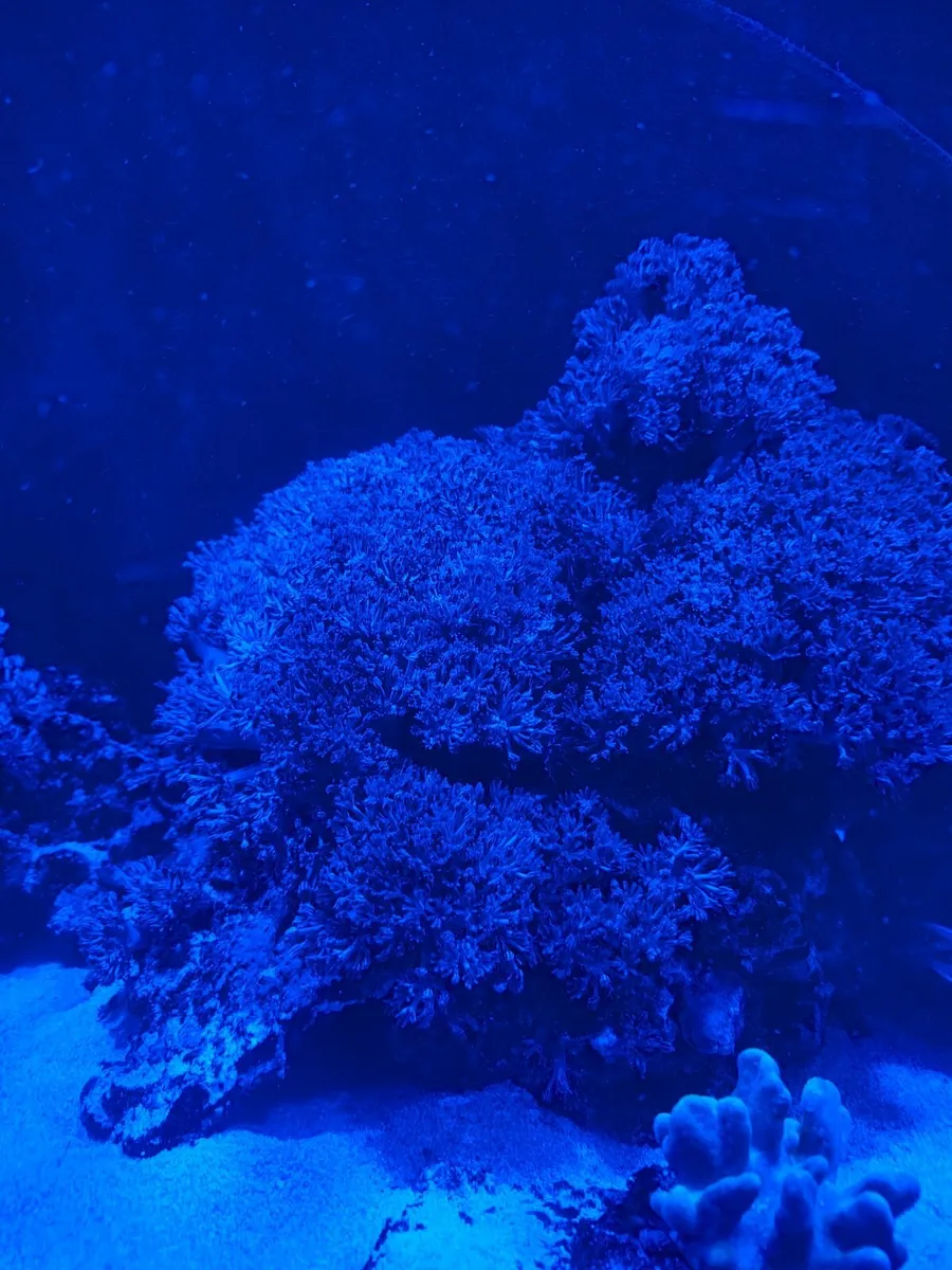 Coral - Image 4