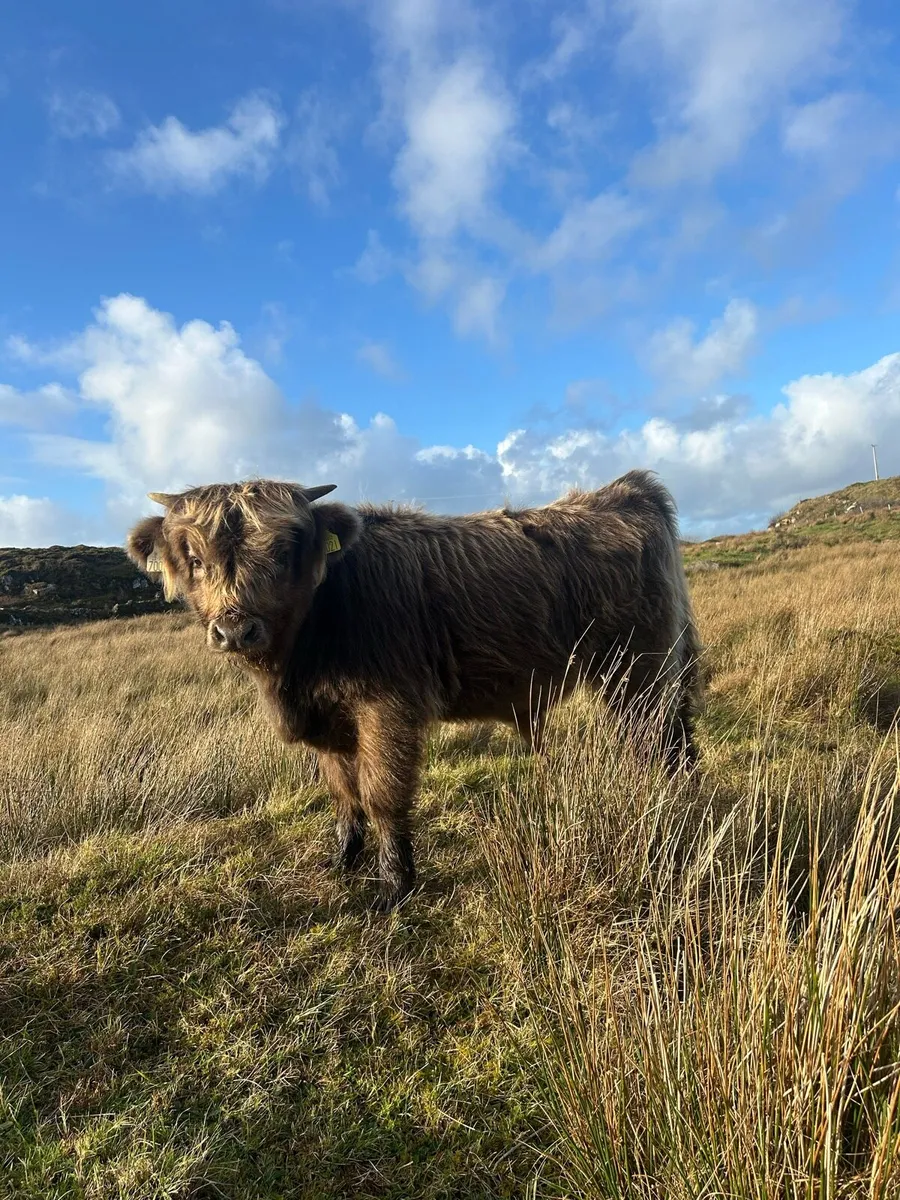 Pedigree highland cattle - Image 3