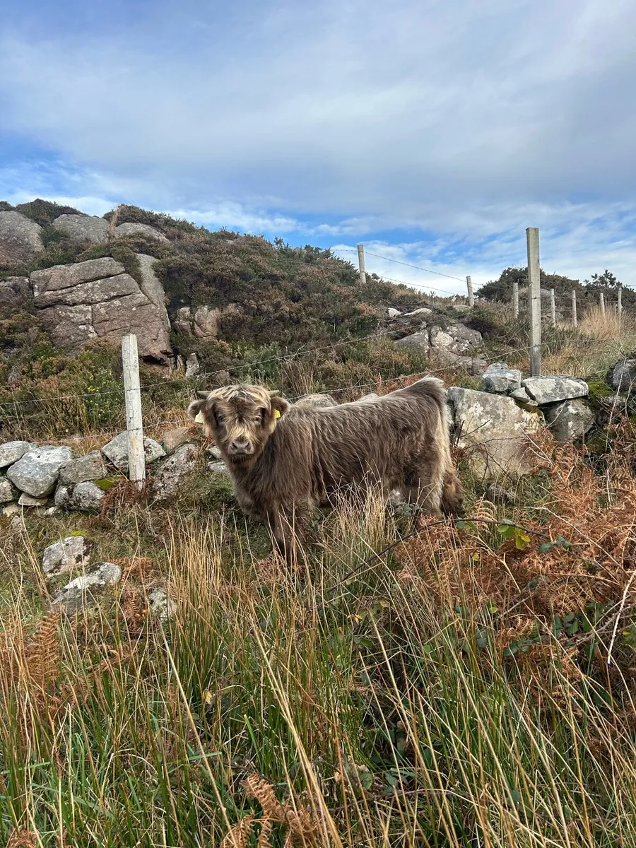 Pedigree highland cattle - Image 4