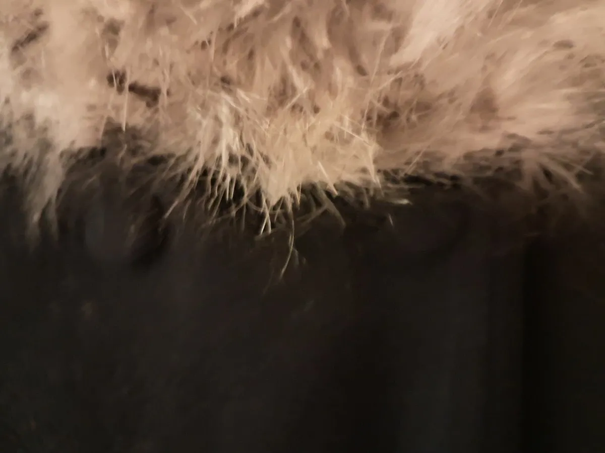 Ladies jacket BNWT - Image 1