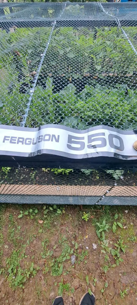 All massey  Ferguson  sticker  kits €40 each - Image 3