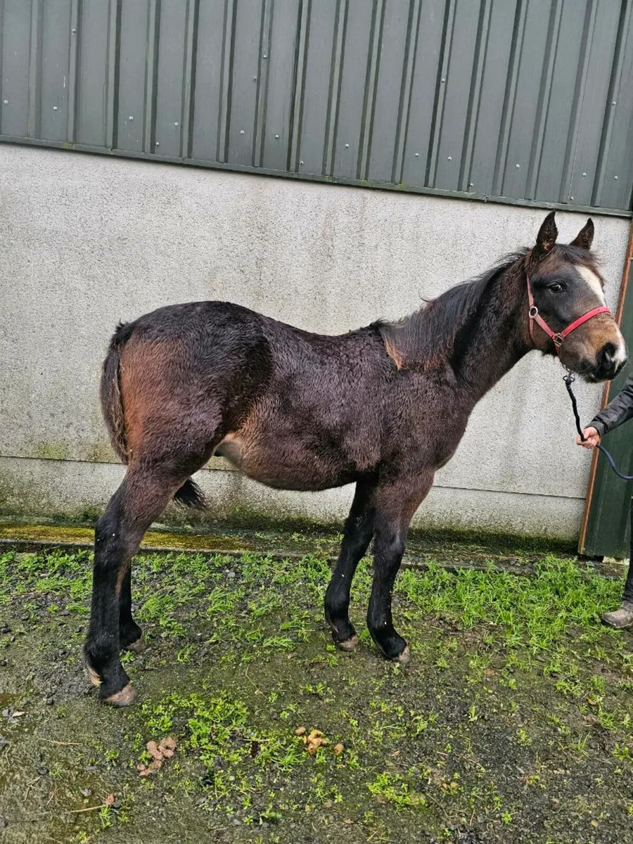 Bay colt foal - Image 1