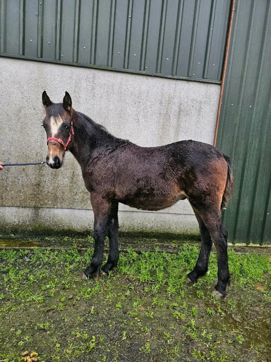 Bay colt foal - Image 2
