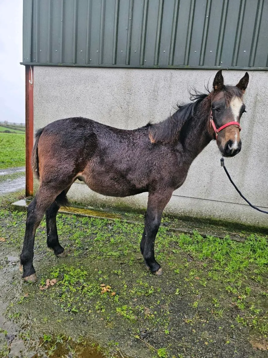 Bay colt foal - Image 3